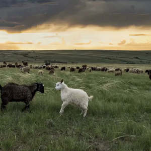 欧美女优内射喷水
